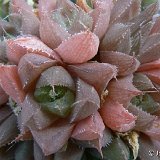 Haworthia mucronata v. habdomadis BB23.2